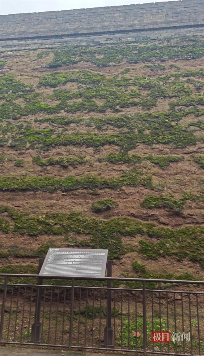 长蘑菇大雁塔受潮城墙布满青苔气象局解释成