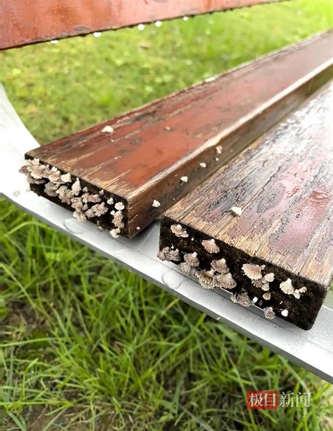 长蘑菇大雁塔受潮城墙布满青苔气象局解释成因PG电子麻将胡了西安连续一个多月降雨遍地(图3)