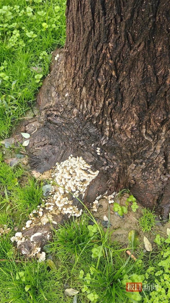 长蘑菇大雁塔受潮城墙布满青苔气象局解释成因PG电子麻将胡了西安连续一个多月降雨遍地(图4)