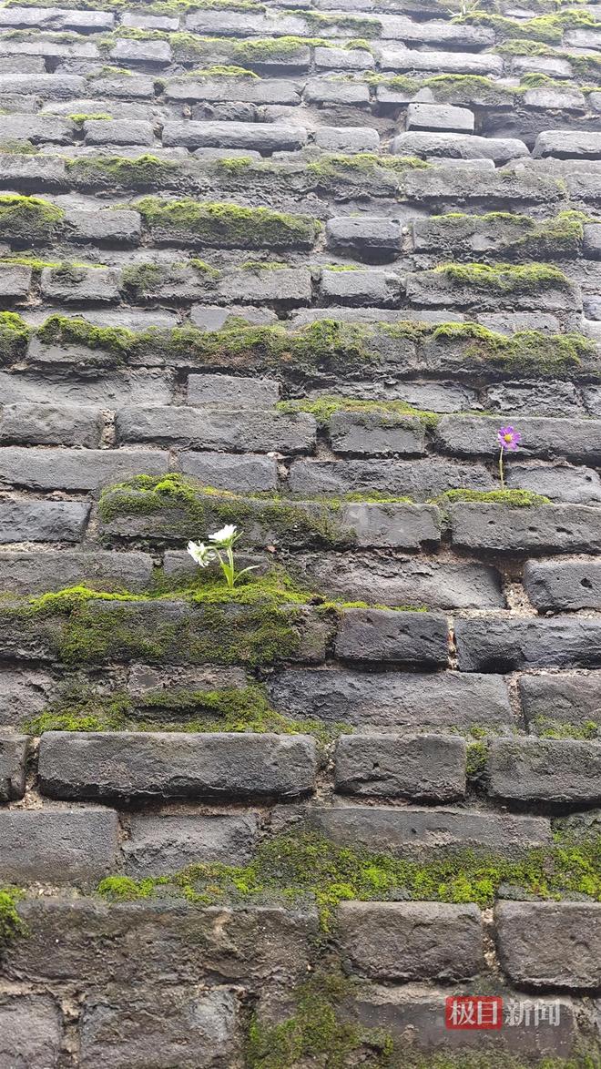 长蘑菇大雁塔受潮城墙布满青苔气象局解释成因PG电子麻将胡了西安连续一个多月降雨遍地(图2)